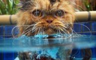 Extreme Funny Cats 10 Hd Wallpaper