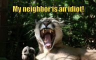 Extreme Funny Cats 19 Cool Wallpaper