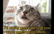 Extreme Funny Cats 2 Desktop Wallpaper
