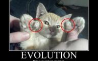 Extreme Funny Cats 28 Free Wallpaper