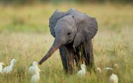 Funny African Animals 13 Cool Hd Wallpaper