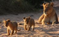 Funny African Animals 36 Cool Hd Wallpaper
