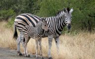 Funny African Animals 9 Hd Wallpaper