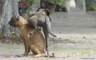 Funny And Crazy Dogs 17 Widescreen Wallpaper