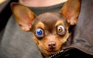 Funny And Crazy Dogs 20 Cool Hd Wallpaper