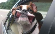 Funny And Crazy Dogs 28 Cool Wallpaper