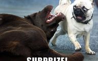 Funny And Crazy Dogs 37 Wide Wallpaper