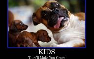 Funny And Crazy Dogs 6 Background Wallpaper