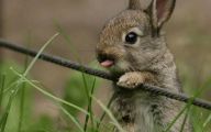 Funny And Cute Animals 25 Widescreen Wallpaper