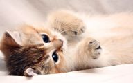 Funny And Cute Cat Pictures 12 Wide Wallpaper