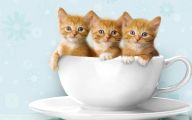 Funny And Cute Cat Pictures 14 Background Wallpaper
