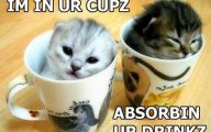 Funny And Cute Cat Pictures 28 High Resolution Wallpaper