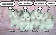 Funny And Cute Cat Pictures 8 Desktop Background