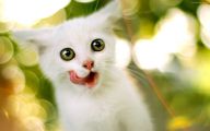 Funny And Cute Cats 1 Desktop Wallpaper