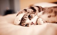 Funny And Cute Cats 10 Hd Wallpaper