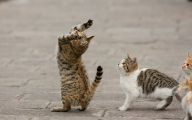 Funny And Cute Cats 13 Hd Wallpaper