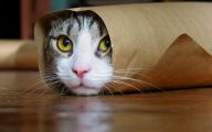 Funny And Cute Cats 19 Cool Wallpaper