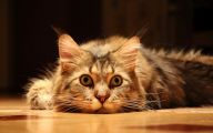 Funny And Cute Cats 4 Free Hd Wallpaper