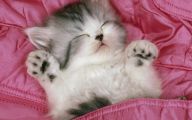 Funny And Cute Cats 5 Hd Wallpaper