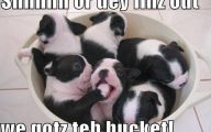 Funny And Cute Dog Pictures 2 Cool Wallpaper