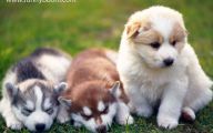 Funny And Cute Dog Pictures 27 Cool Hd Wallpaper