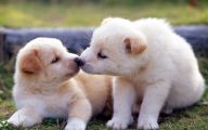Funny And Cute Dog Pictures 3 Background Wallpaper