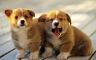 Funny And Cute Dog Pictures 39 High Resolution Wallpaper