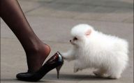 Funny And Cute Dog Pictures 46 Cool Hd Wallpaper