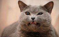 Funny Angry Cats 22 Free Hd Wallpaper