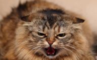 Funny Angry Cats 23 Cool Hd Wallpaper