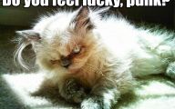 Funny Angry Cats 39 Cool Hd Wallpaper