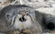 Funny Angry Cats 4 Wide Wallpaper