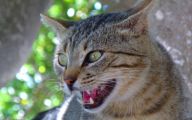 Funny Angry Cats 46 High Resolution Wallpaper