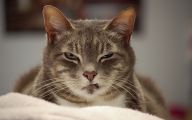 Funny Angry Cats 50 Hd Wallpaper