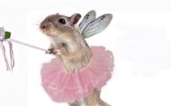 Funny Animal Costumes 26 Background Wallpaper