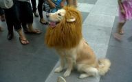 Funny Animal Costumes 31 Cool Wallpaper