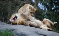 Funny Animals At The Zoo 4 Widescreen Wallpaper