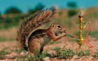 Funny Animals Pictures 14 High Resolution Wallpaper