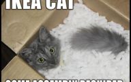 Funny Animals Pictures 40 Cool Hd Wallpaper