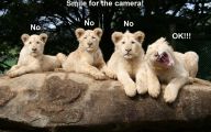 Funny Animals Pictures 41 High Resolution Wallpaper