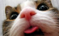 Funny Cat Selfies 11 Desktop Wallpaper