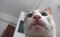 Funny Cat Selfies 18 Background