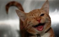Funny Cat Selfies 19 Hd Wallpaper