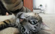 Funny Cat Selfies 22 Cool Hd Wallpaper