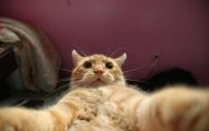 Funny Cat Selfies 26 Cool Hd Wallpaper