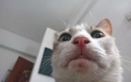 Funny Cat Selfies 28 Background Wallpaper