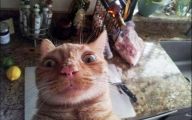 Funny Cat Selfies 3 Cool Wallpaper