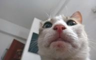 Funny Cat Selfies 31 High Resolution Wallpaper