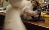 Funny Cat Selfies 4 Cool Hd Wallpaper