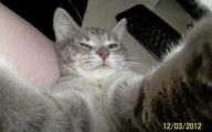 Funny Cat Selfies 5 Desktop Wallpaper